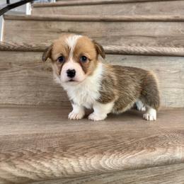 Brie - Red and white female American Corgi puppy in Pahrump, Nevada from Desert Sunset Corgis