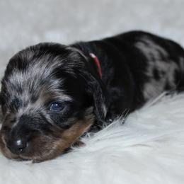 Dapple girl 2 - Dapple female Dachshund puppy in Lily, Kentucky from Little Acres Miniature Dachshunds