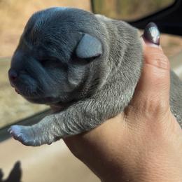 Puppy 1 - Blue tri-color male American Bully puppy in Orlinda, Tennessee from SimplyBullies