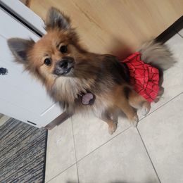 Pomeranians and Shih Tzus from Borderland's Kennel