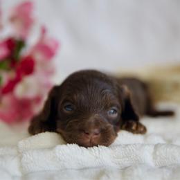 Maple - Brown female Bernedoodle puppy in Queen Creek, Arizona from Dulcito Doodles