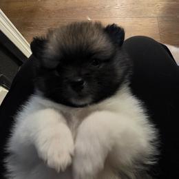 Rocky - Black parti male Pomeranian puppy in Littleton, Colorado from Blaylock's Pomeranian Puppies