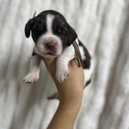White girl - Liver white and tan female English Springer Spaniel puppy in Fairfield, California from Goldridge Springers