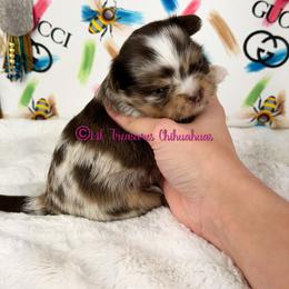 Zenitsu - Merle male Chihuahua puppy in Anderson, South Carolina from Lil Treasures Chihuahuas