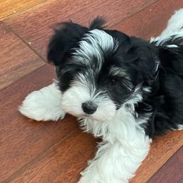 Havanese from Windyhill Havanese