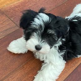 Havanese from Windyhill Havanese