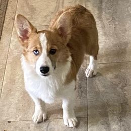 American Corgis, German Shepherds, and Pembroke Welsh Corgis from Four Leaf Farm- Vom Vierblättriges Bauernhof