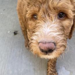 Goldendoodle Puppies from Dhalia’s Doodles