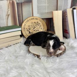 Lyric - Blue merle male Australian Shepherd puppy in Fredericksburg, Virginia from Cooper Ridge Aussies