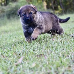 German Shepherd Puppies from Fürstenpalast German Shepherds