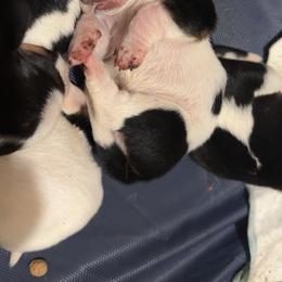 Boy - Black brown and white male Basset Hound puppy in Walters, Oklahoma from Solo Spur Ranch