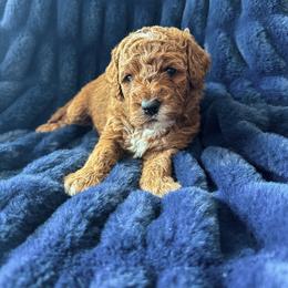 Ravioli - Apricot male Poodle puppy in Queen Creek, Arizona from Desert Born Kennel