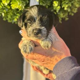 Brown Boy - Parti male Miniature Schnauzer puppy in Oneonta, Alabama from Murphree Valley Kennels