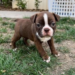 Boston Terrier Puppies from Drew Simmons