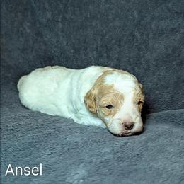 Ansel - Red and white female Cockapoo puppy in Sunset, Louisiana from Cano Cockapoos