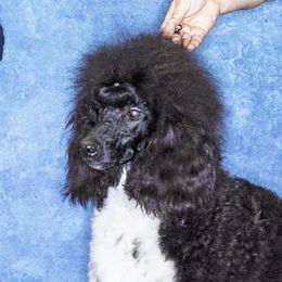 Hexus - Poodle