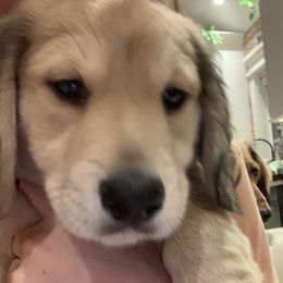 Dachshund Puppies from Pigeon Hill Dachshunds