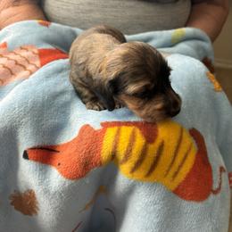 Dachshund Puppies from Ginny’s Family Dachshunds