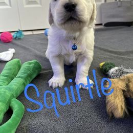 Golden Retriever Puppies from English Creams of Morningstar