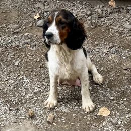 Sofia - English Springer Spaniel
