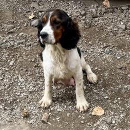Sofia - English Springer Spaniel