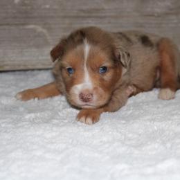 Red - Red merle male Miniature Australian Shepherd puppy in Paris, Texas from Kuttin’ Up Mini Aussies