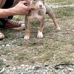 Peppermill - Lilac tri-color female American Bully puppy in Orlinda, Tennessee from SimplyBullies