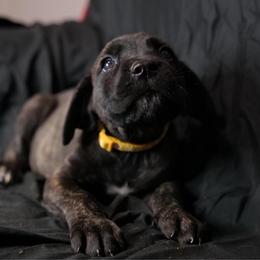 Yellow collar Brindle Girl - Gray brindle female Cane Corso puppy in Atlanta, Georgia from Cane Corso’s of Atlanta