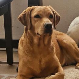 Wrenley - Labrador Retriever