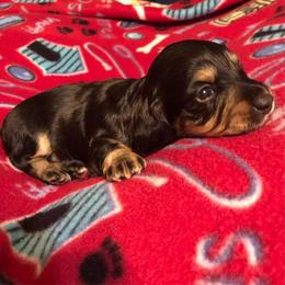 Dachshunds from Honeysuckle Hill Homestead