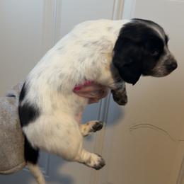 Tri pie LH - Piebald female Dachshund puppy in Madison, Wisconsin from SK Miniature   Dachshunds