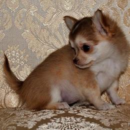Chihuahua Puppies from Happy Little Chihuahuas