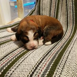 Bernedoodle Puppies from Bernedoodles of the Ozarks