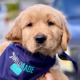 Golden Retriever Puppies from TaylerMade Goldens