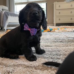 Dachshund Puppies from Meyerhaus (Weenie-Corn Ranch)