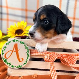 Angus 2800 - Piebald male Dachshund puppy in Hendersonville, North Carolina from Snarky Doxy Miniature Dachshunds