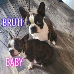BRUTI - Boston Terrier