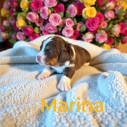 Marina - Red tri-color female Aussiedoodle puppy in Ellenburg Center, New York from Kristin's Puppies