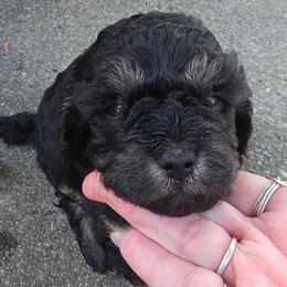 Winnie - Tri-color female Cavapoo puppy in Auburn, California from Gold Country Doodles