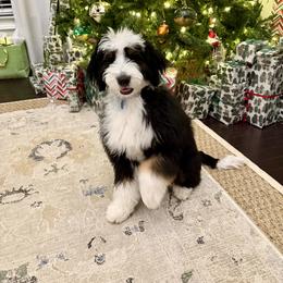 Bernedoodle Puppies from Palmetto Bernedoodles Boutique