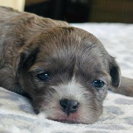 Female 3 - Merle female Shichon puppy in Grand Rapids, Michigan from Great Lakes Teddy Bear Dogs