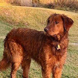 Bear - Golden Retriever