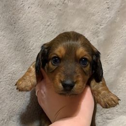Boy 2 - Red Dachshund puppy in Lufkin, Texas from L & A Dachshunds
