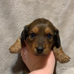 Boy 2 - Red Dachshund puppy in Lufkin, Texas from L & A Dachshunds