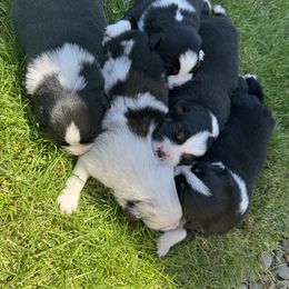 Miniature American Shepherd Puppies from Moonlight Trail Aussies