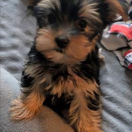 Mina - Black and gold female Yorkshire Terrier puppy in East Alton, Illinois from Yorkies of the Shire