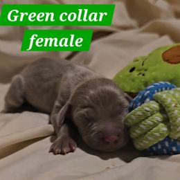 Green collar - Gray female Weimaraner puppy in Frostproof, Florida from Waggin' Weims