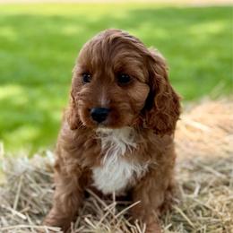 Emerson - Red male Cavapoo puppy in Bozrah, Connecticut from Cedar Creek Farm