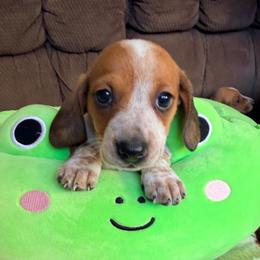 Goldie - Piebald female Dachshund puppy in Cumberland, Wisconsin from Homestead Doxies & Shepherds LLC