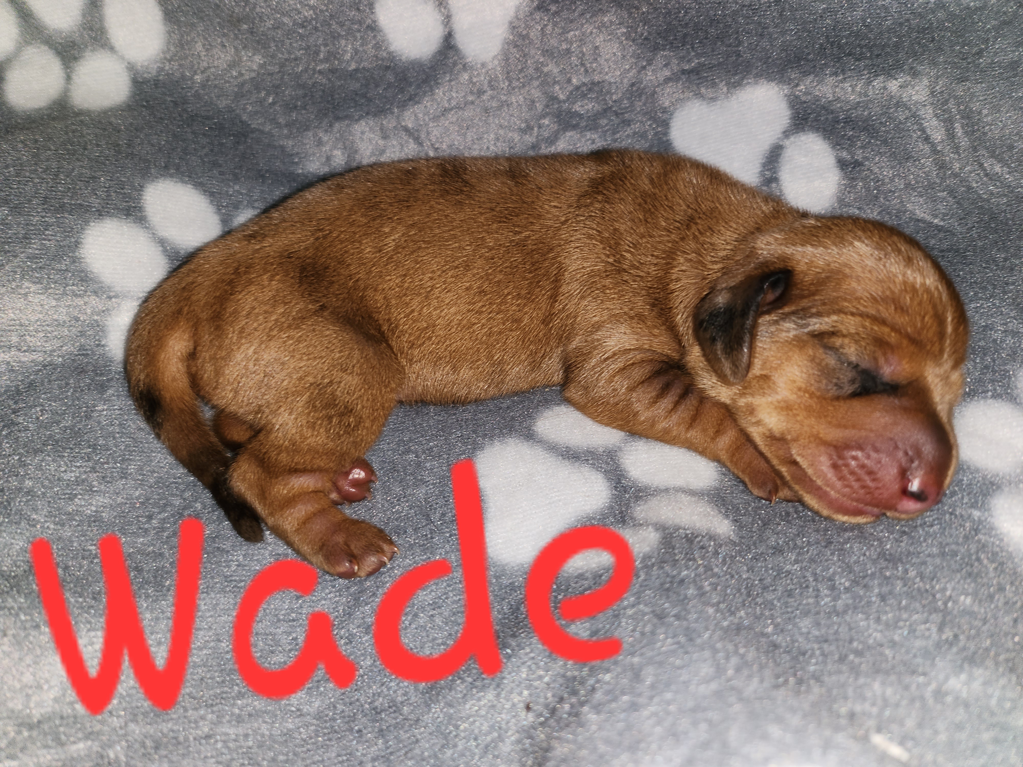 Wade - Dapple Dachshund puppy in Crosby, Texas from House of Slinkys